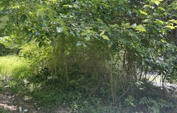 E Lewis Street, Corbin, KY 40701