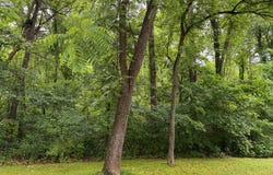 Mockingbird Trail, Catlettsburg, KY 41129
