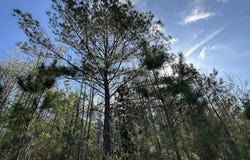 A1 Snider Avenue, AL