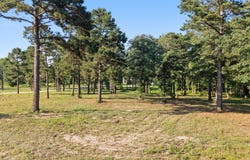 3132 Shadow Pine Drive, Larue, TX 75770