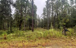 NE 111TH Lane, BRONSON, FL 32621