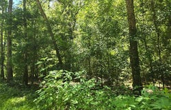 20340 County Road 4155, Orange, TX 77632