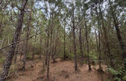 Buckhead Lane, Tract B, Jackson, AL 36545