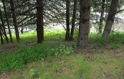 Sophie Ln, Carson, WA 98610