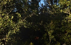 144TH STREET, Live Oak, FL 32060