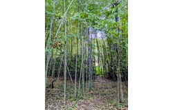 BURTON LAKE RD, CHATHAM, VA 24531