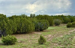 116 Co Rd 8127, Concho, AZ 85924