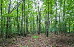 126 Mountainside Road, Davis, WV 26260