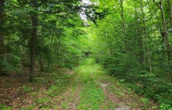 Bear Mountain Road lot: 2, Hebron, NH 03241