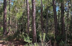 Old Grade Road, FL 33868