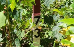 Tomahawk Rd lot: 73, Jamestown, TN 38556