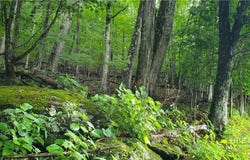 Thorncliff Drive lot: 87, Seven Devils, NC 28607