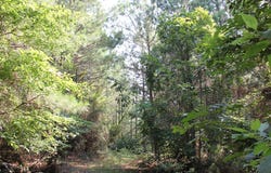PID 36982 Ben Dunn Road, Lufkin, TX 75901