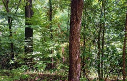 Battery Hill Lane, Tyro, VA 22976
