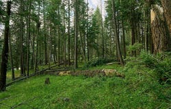 Chipmunk Lane, WallowaLake, OR 97846