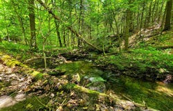 1905 Camp Munn Road, Bradford, VT 05033
