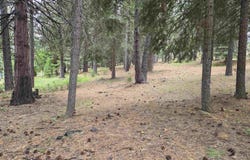 260 Osprey Loop, Lake Almanor West, CA 96020