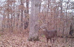 FS 1548, Pettigrew, AR 72752