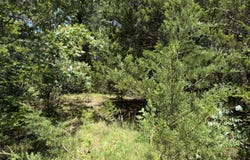 Ranch Road, Willow Springs, MO 65793