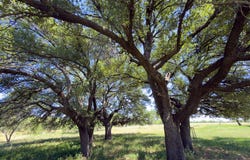 950 County Road 126, Moran, TX 76464