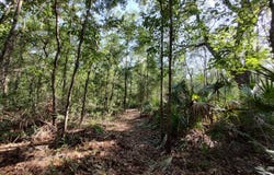121 Buckskin Dr, Florahome, FL 32140