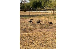 1002 County Road 209, Wingate, TX 79566