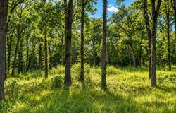 County Road 1503, Point, TX 75472