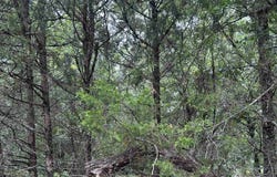 3324 Donnell Ridge Road, Conway, AR 72034