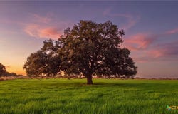 43 Rice Road, Yoakum, TX 77995