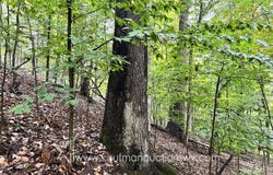 Lexington Dr, Saint Albans, WV 25177