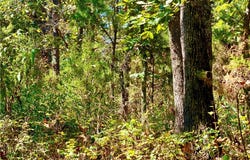 Saint Saveur Drive, Edwards, MO 65326