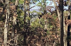 924 Quail Way, Dolph, AR 72531