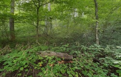 Nada Tunnel Rd, Stanton, KY 40380