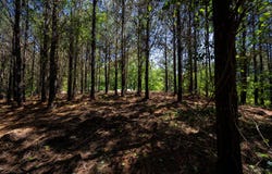 Burntfields Rd, Fulton, MS 38843