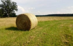 County Road 231, Centerville, TX 75833