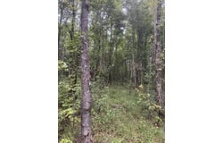 Hwy 43, Sunflower, AL 36581