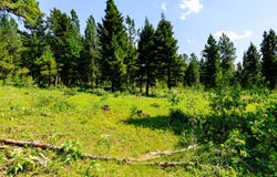 NHN Timber Creek Road, Judith Gap, MT 59453