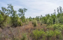 SW GRACELAND RD., Mayo, FL 32066