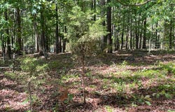 TRACT 2 CHALCREST Way, Cave Spring, GA 30124