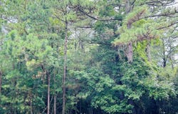 18 Monarch Ct., Pawleys Island, SC 29585