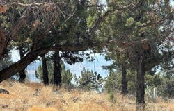 Dwinnell, Weed, CA 96094