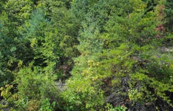 275 Kincaid Place, Mill Spring, NC 28756