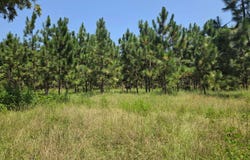 144TH STREET, Live Oak, FL 32060