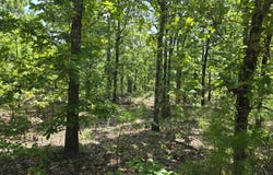 Indian Ridge lot: 63, Daisy, OK 74540