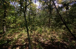 Tract 2-4 Simpson Rd, Urbana, MO 65767