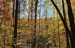 Black Oak Road, Rock, WV 24747