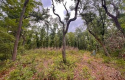 110 NE 770th St, Old Town, FL 32680