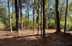 8366 Palmetto Road, Edisto Island, SC 29438