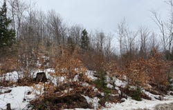 Buckfield, ME 04220