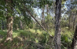 OLIVE Circle, OCALA, FL 34472